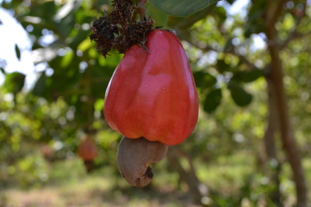 Image of Cajueiro-anão BRS 555
