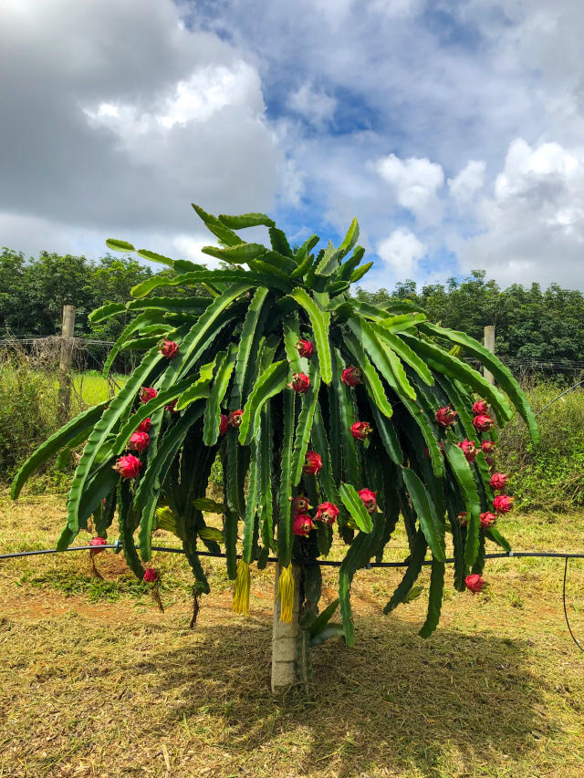 Image of Pitaya BRS GC (BRS Granada do Cerrado) - casca vermelha e polpa roxa
