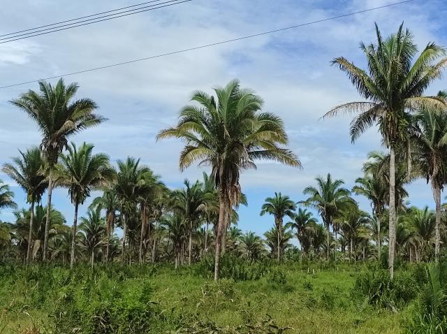 Image of Hambúrguer à base de babaçu