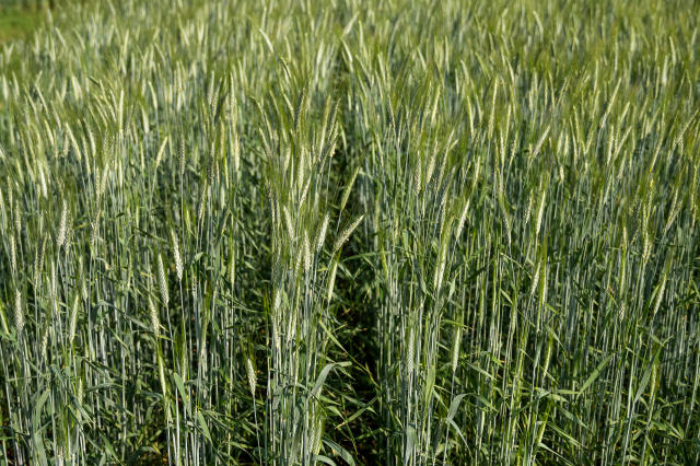 Image of Triticale - BRS Zênite
