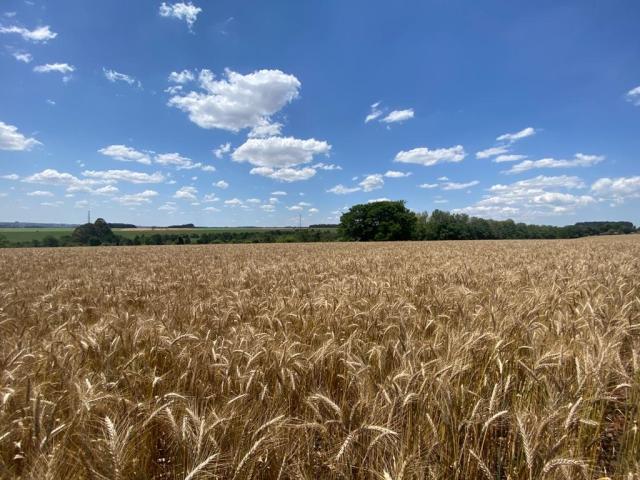 Image of Triticale  BRS Tambaqui