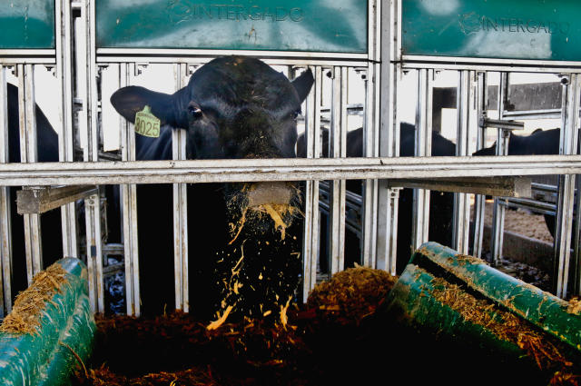 Image of Predição Genômica para Eficiência Alimentar na Raça Angus