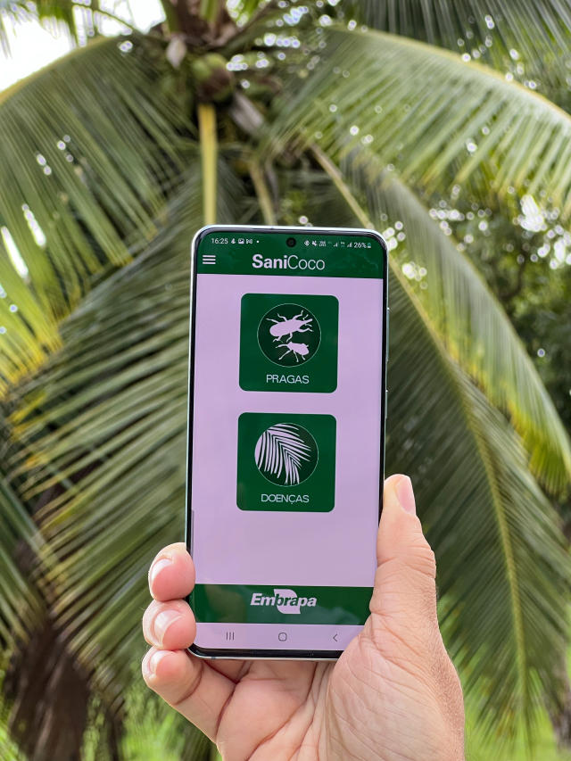 Image of Sanicoco - Coconut pest and disease identification app