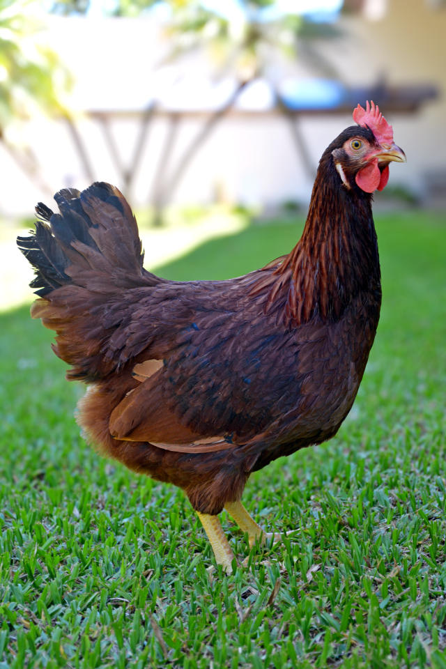 Image of Embrapa 031 Hens