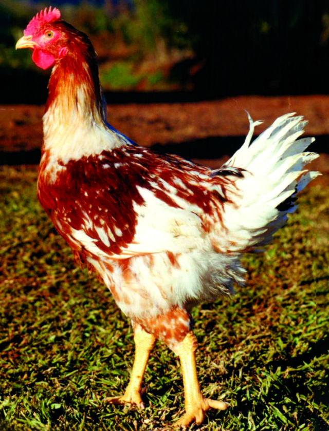Image of Ave - Embrapa 041
