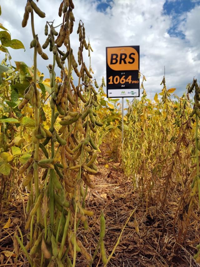 Image of Soja BRS 1064IPRO