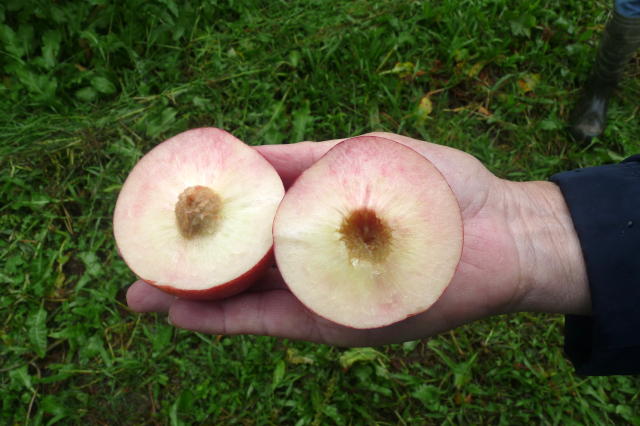 Image of Nectarina BRS Cathy