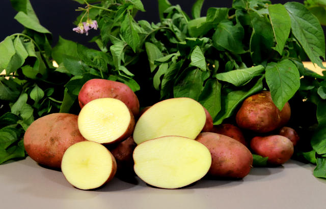 Image of Batata BRS Gaia