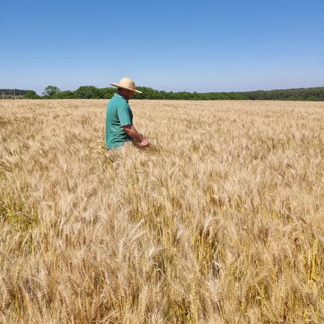 Image of Wheat - BRS Coleiro   