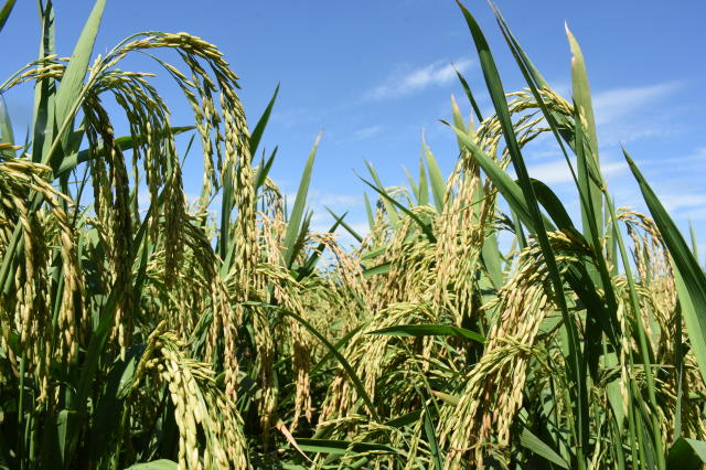 Imagem de Arroz BRS A504 CL