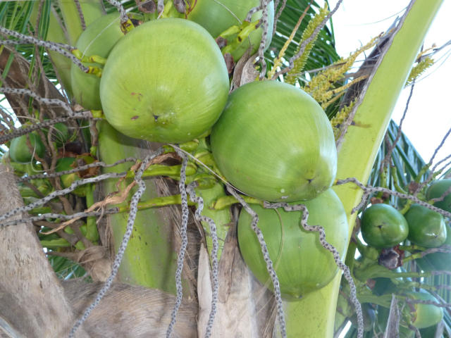 Image of Biocatalisador Imobilizado em Fibra de Coco Verde Funcionalizada