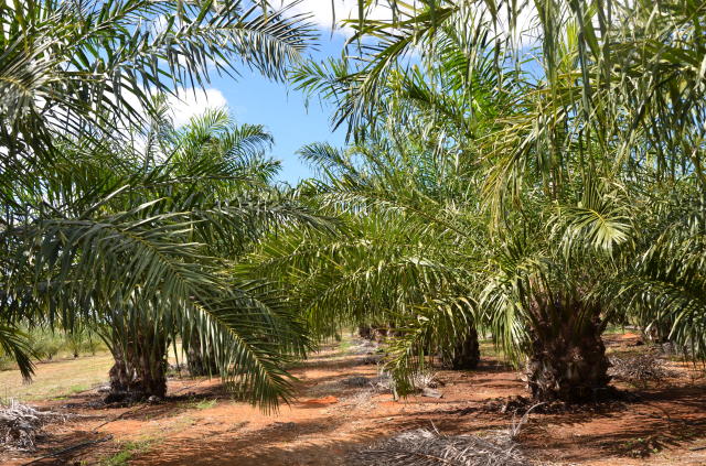 Image of Aproveitamento de resíduos do dendê para produção de alimentos e ração animal