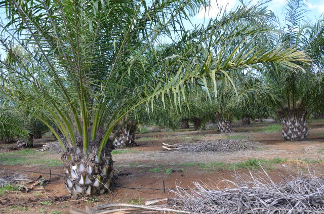 Image of Zoneamento agroecológico do dendezeiro para as áreas desmatadas da Amazônia Legal