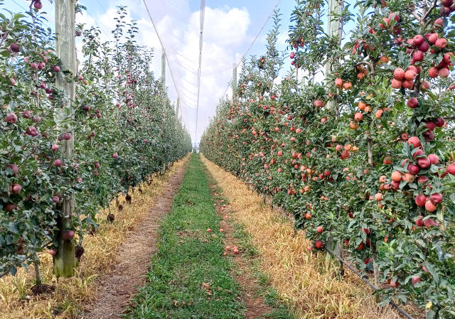 Image of Irrifert – Smart Management of Irrigation and Fertigation in Apple Orchards