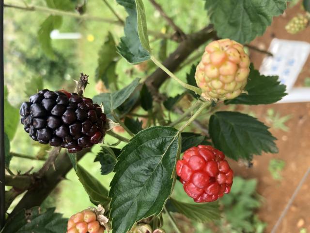 Image of BRS Terena Blackberry