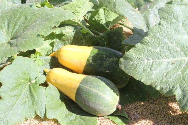 Image of Abóbora BRS Brasileirinha