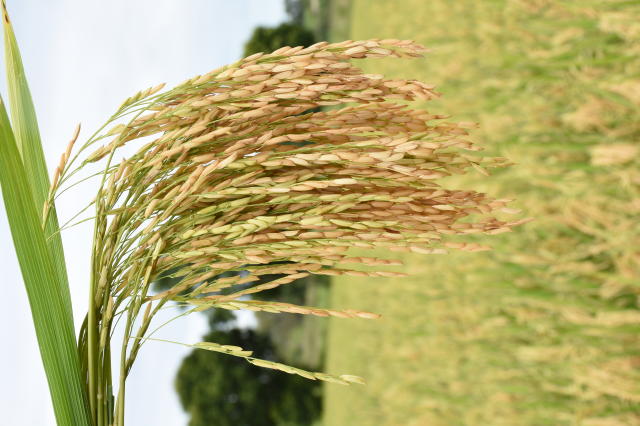 Imagem de Arroz BRS A503