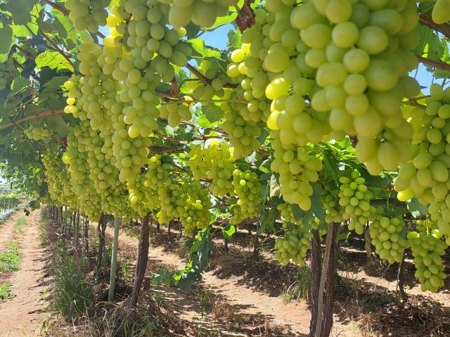 Image of BRS 54 Lumiar Grapes