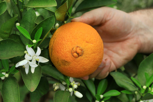 Image of Navelina XR Navel Orange