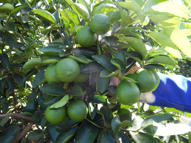 Image of Tahiti acid lime BRS EECB IAC Ponta Firme