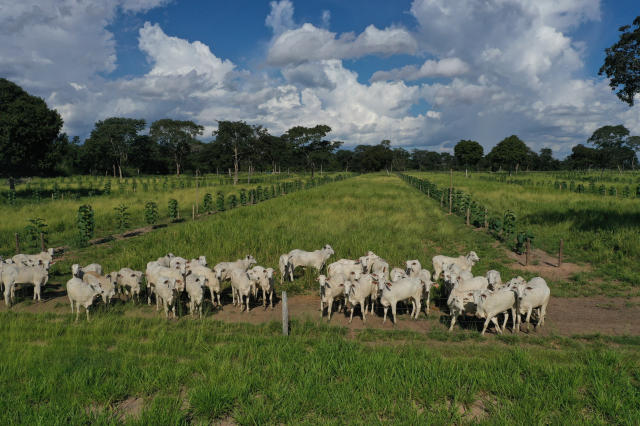 Image of Bacaeri cattle-teak System