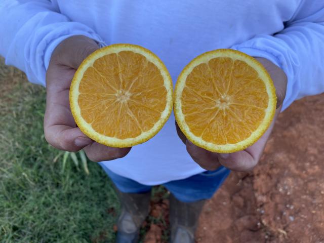 Image of Sweet orange BRS IAC EECB Alvorada