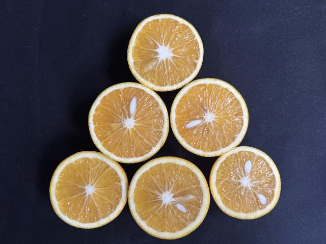 Image of Majorca sweet orange cultivar
