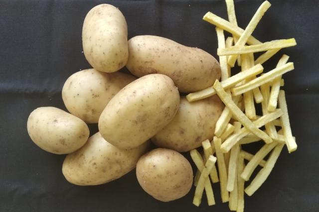 Image of Batata BRS F50 (Cecília)