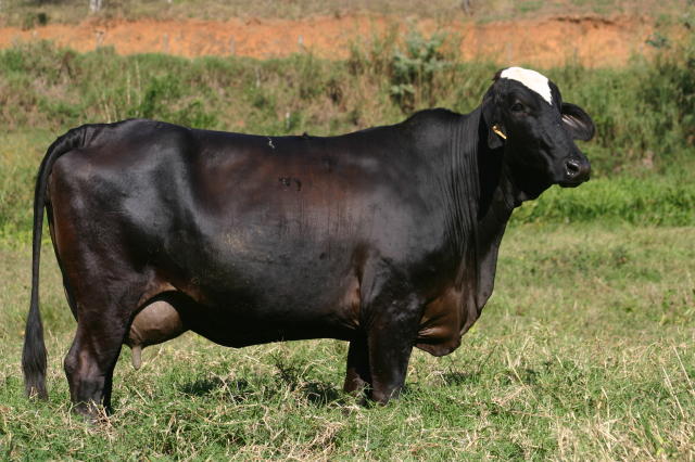 Image of Equações de predição genômica para a raça Girolando - Clarifide® Girolando 