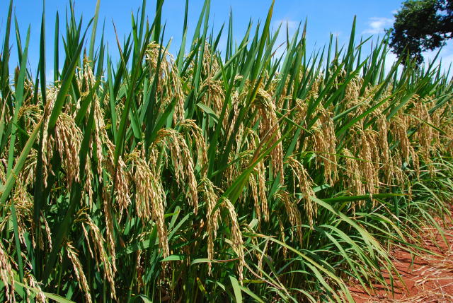 Imagem de Arroz BRS Esmeralda