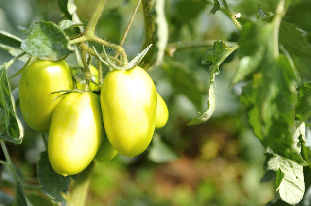 Image of Tomate BRS Montese