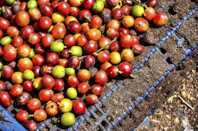 Imagem de Novos usos para o café: processo inovador para obtenção de concentrado e isolado proteicos solúveis de grãos descartados pela indústria para uso nutricional e nutracêutico