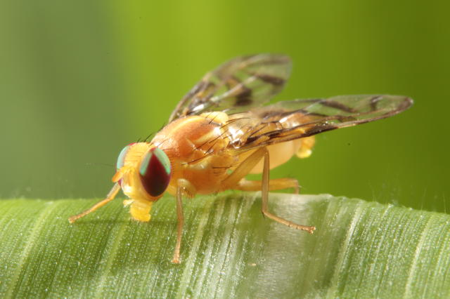 Image of Indicação de iscas tóxicas para controle da mosca-das-frutas sul-americana (<em>Anastrepha fraterculus</em>) e da mosca do mediterrâneo (<em>Ceratitis capitata</em>)