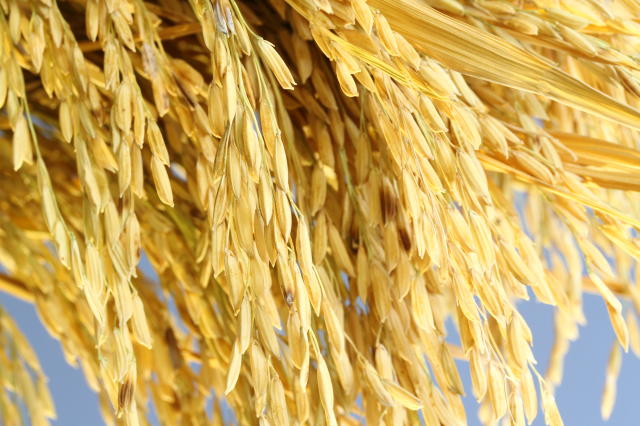 Imagem de Arroz Irrigado BRS Querência