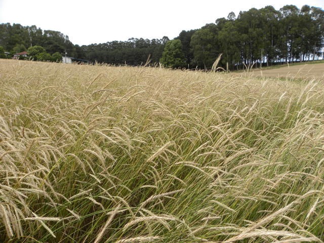 Image of Centeio - BRS Progresso