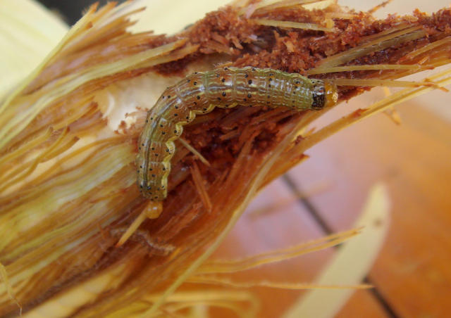 Image of Bioinseticida a base do fungo Metarhizium rileyi e da bactéria Bacillus thuringiensis para controle de lepidópteros