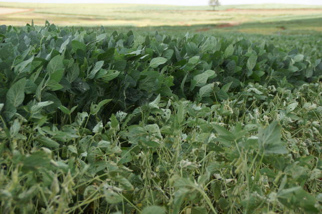Image of <strong>BRS 525 Soybeans</strong>