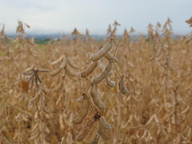 Image of BRS 2553XTD Soybeans