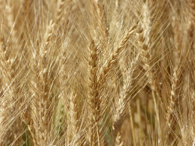 Image of Trigo  BRS Gralha-Azul
