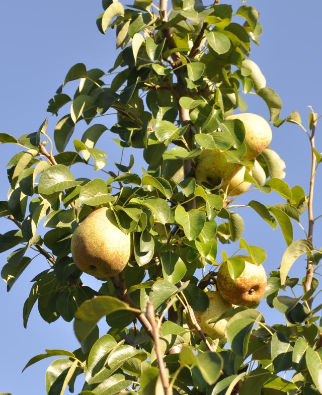 Image of Introdução comercial do cultivo da pereira no Vale do São Francisco