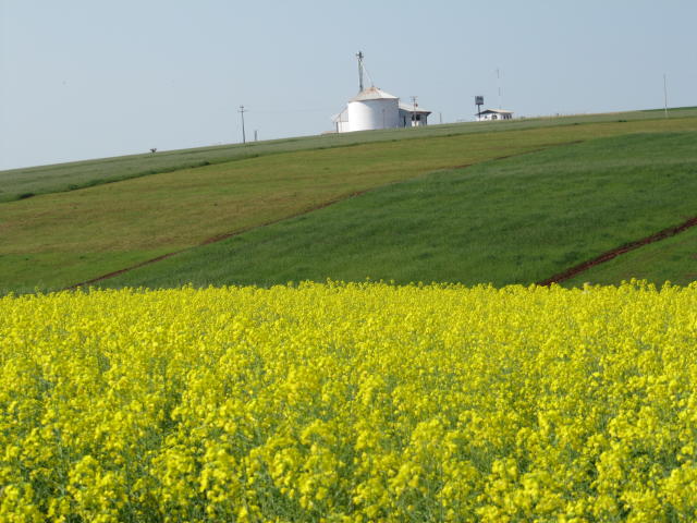 Image of App Mais Canola - Conhecimentos e tecnologias para apoiar o agricultor no cultivo