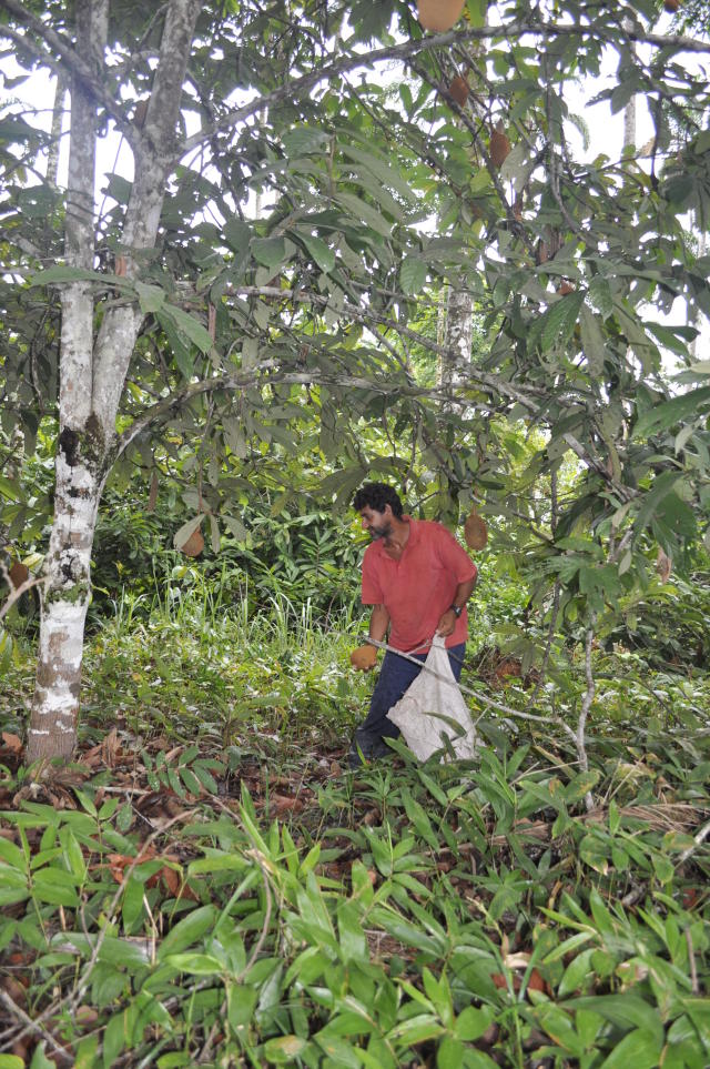 Image of Agroforestry intercropping cupuaçu, peach palm, copaiba and crabwood: BR SAF RO 02   
