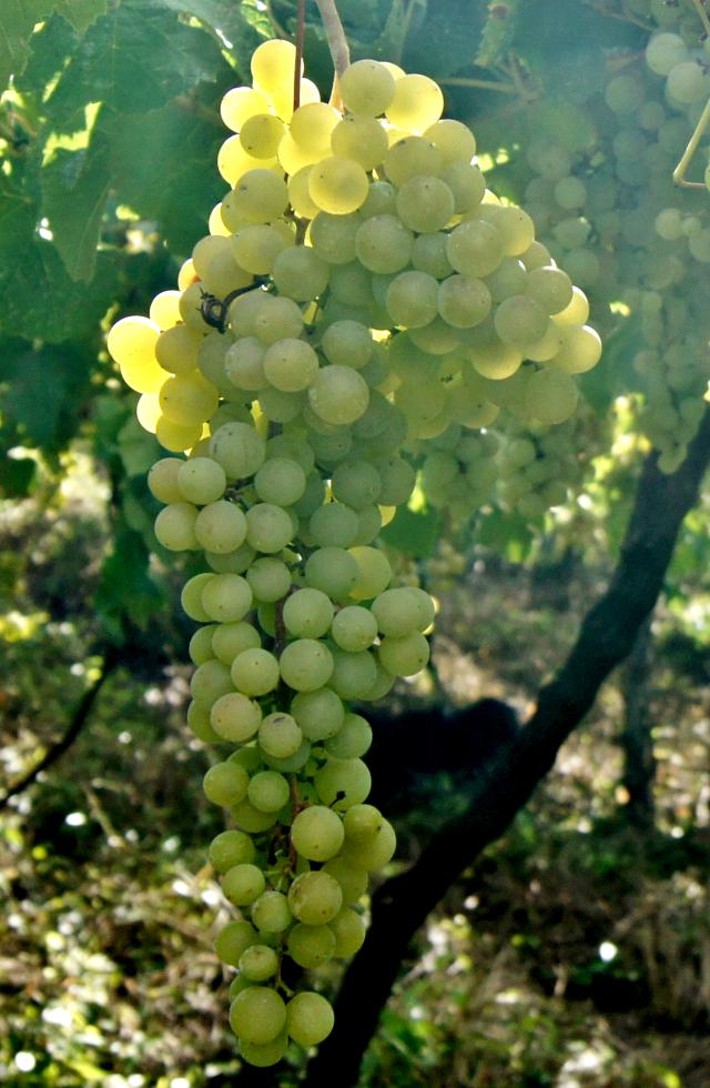 Image of Uva Moscato Embrapa (BRS UV 106 93)