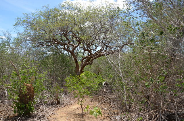 Image of Strategies to recover areas degraded by oil exploration activities in the Caatinga biome