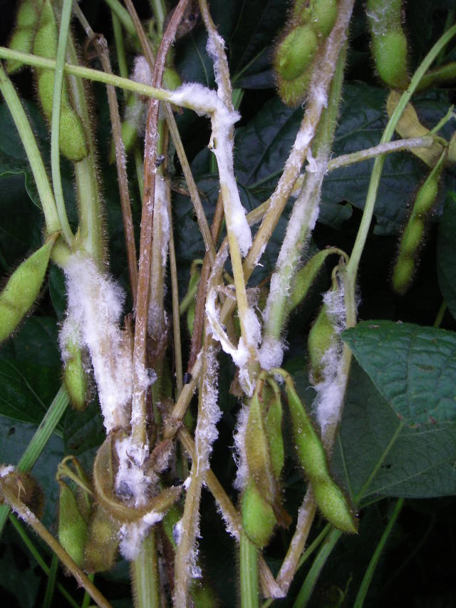 Image of Biofungicida à base de Trichoderma para o controle da podridão radicular (<em>Rhizoctonia solani</em>) e do Mofo-Branco (<em>Sclerotinia sclerotiorum</em>)