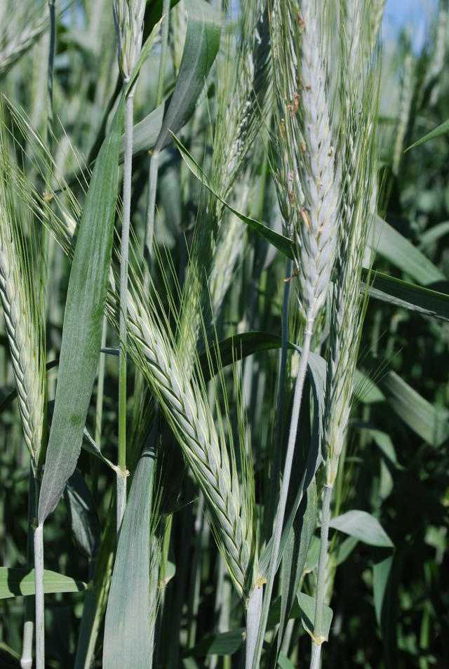 Image of Triticale - BRS Saturno