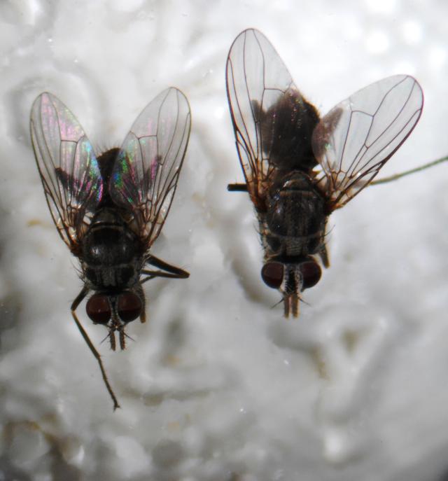 Image of Besouro coprófago para controle biológico da Mosca-dos-chifres