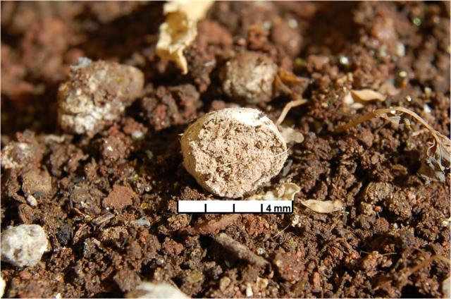 Imagem de Fertilizante organomineral granulado à base de cama de frango
