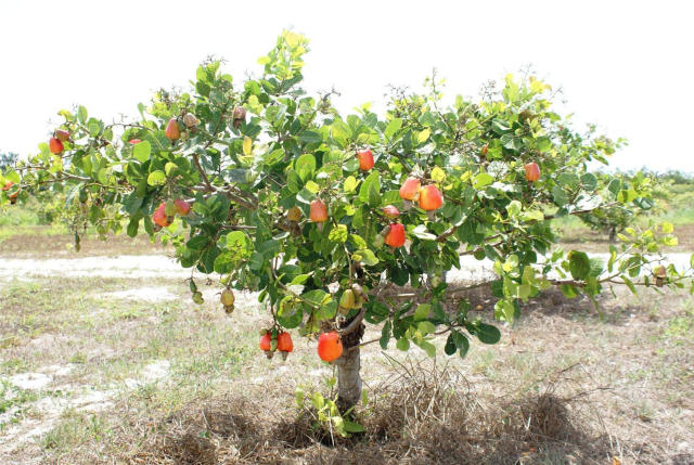 Imagem de Cultivo consorciado do cajueiro-anão irrigado com mamoeiro e melancieira