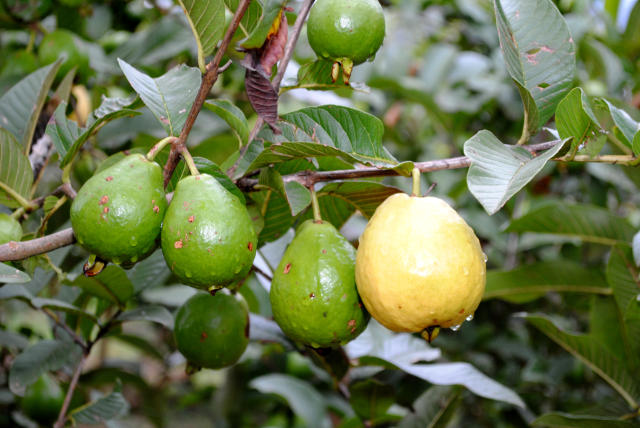 Image of Ferramenta ergonômica para quebra e extração de amêndoas do coco babaçu